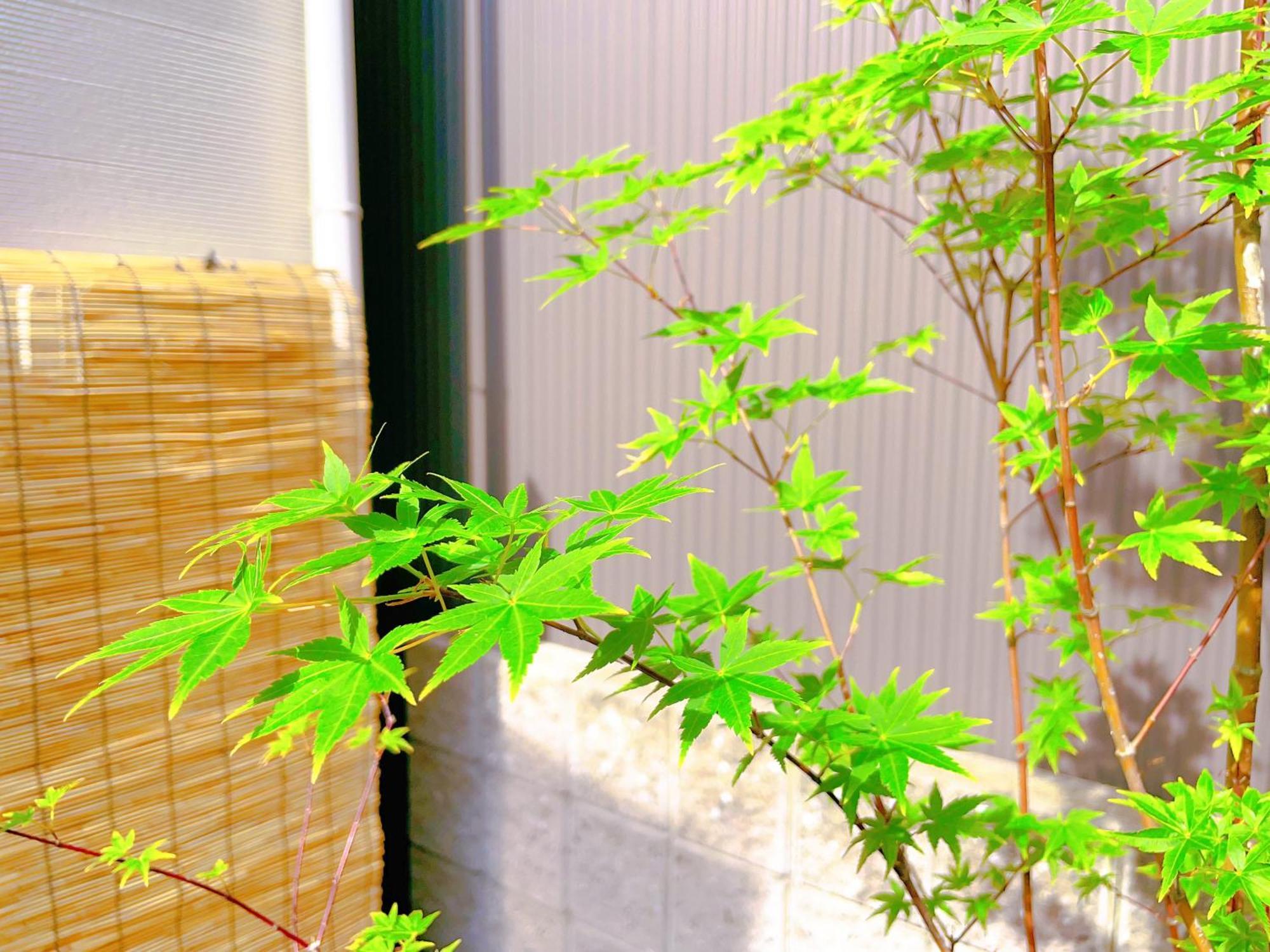 Suikakan Heianjingumae 酔花間 Киото Екстериор снимка